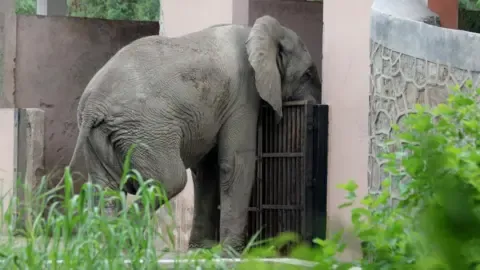 Isolated Life and Demise of India’s Capital’s Lone African Elephant